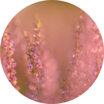 Bloeiende, paarse en roze heide van Miranda Rijnen Fotografie