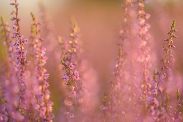 Bloeiende, paarse en roze heide van Miranda Rijnen Fotografie