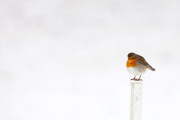 Robin in the snow in winter