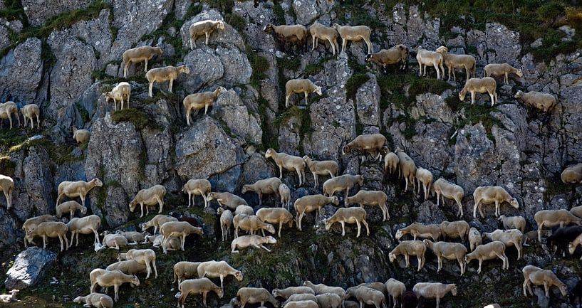 Schapen die zich als berggeiten gedragen par Harrie Muis