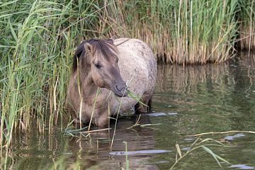 Konikpaard zoekt eten en verkoeling van Anjella Buckens