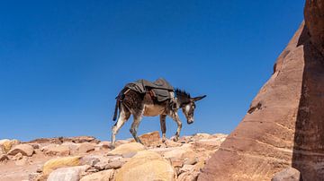 Ezel in het oude Petra, Jordanië