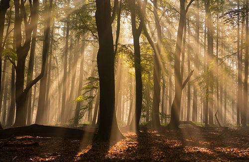 Zonnestralen in het bos