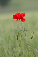 Mohnblume