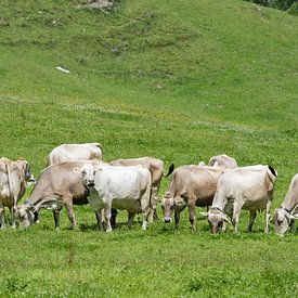 Le calme des alpages au cœur de l'Allgäu sur Walter G. Allgöwer