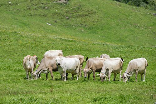 Alpine tranquillity in the heart of the Allgäu by Walter G. Allgöwer
