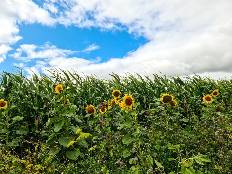 Sunflowers at the edge of a cornfield under dramatic sky by MPfoto71
