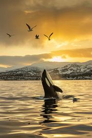 Orca im goldenen Sonnenuntergang von Poster Art Shop