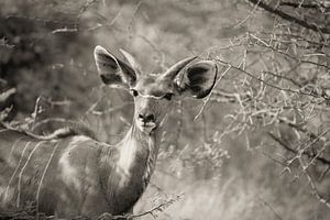 portret van een mannetjes kudu van Ed Dorrestein