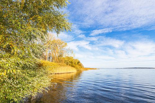 Bomen aan het Plau-meer in de stad Plau am See