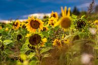 Zonnebloem van Friedhelm Peters thumbnail