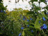 Blauwe bloemetjes
