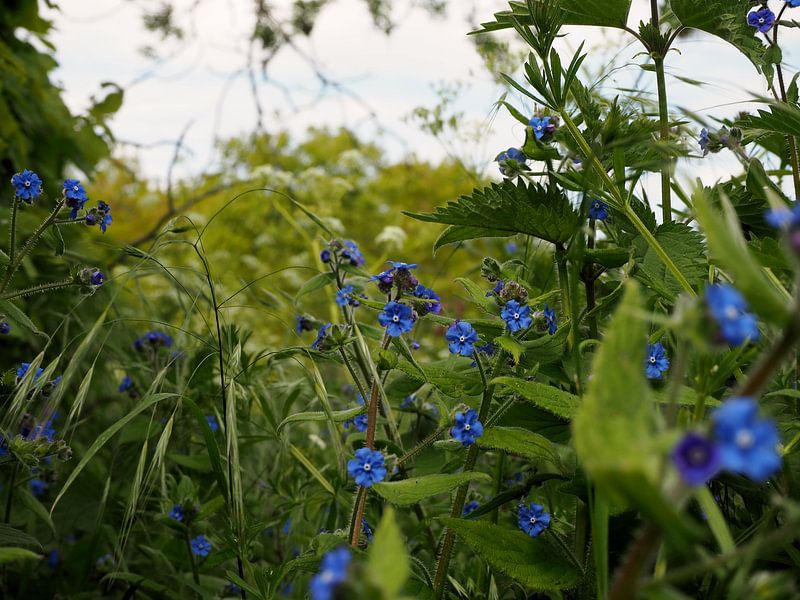 Blauwe bloemetjes von Anne de Brouwer