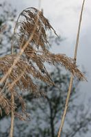 blowing in the wind