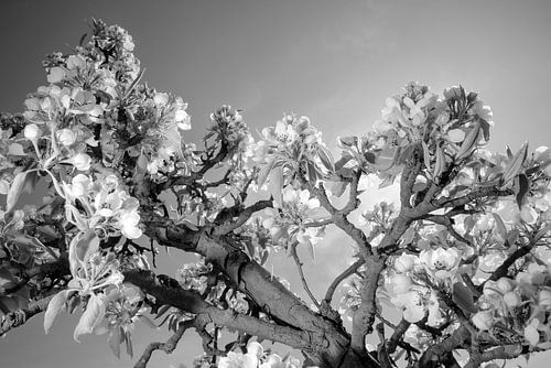 Apple blossom in Holland