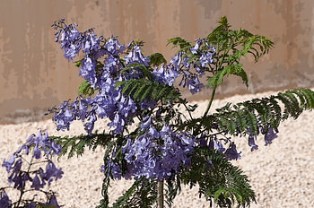 Jacaranda Pintura