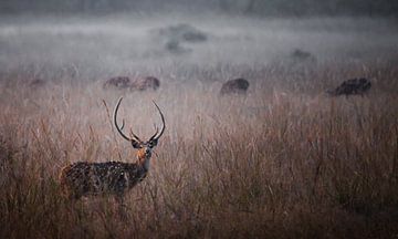 in de ochtendmist mooie gehoornde mannelijke sika herten of gevlekte herten,