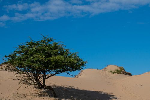 Nederlandse duinen