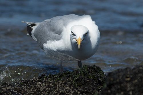zilvermeeuw op het strand die naar voedsel zoekt