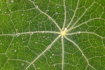 Green Leaf van Nicole Nagtegaal