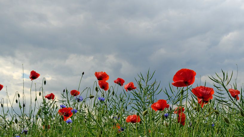 Poppy Panorama by Ostsee Bilder