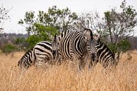Famille Zeebra
