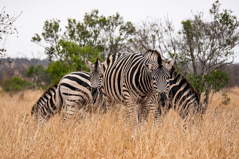 Familie Zeebra von Photo By Nelis