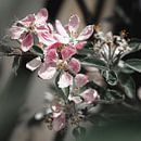 Blüte Blüte von Daphne Groeneveld Miniaturansicht