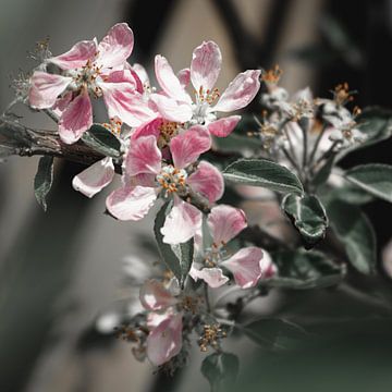 Blüte Blüte von Daphne Groeneveld