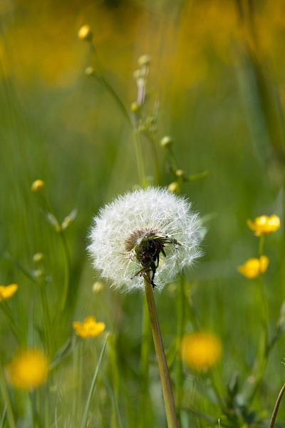 Dandelion by t.ART