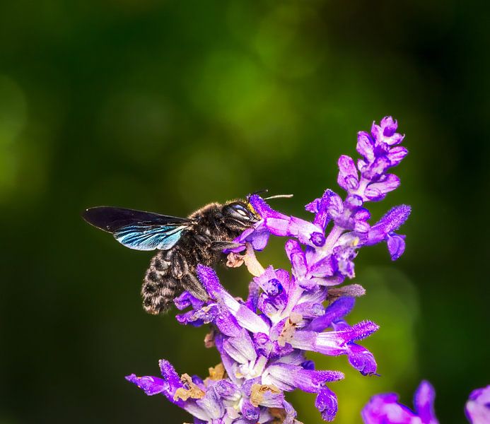Abeille charpentière sur une fleur de sauge par ManfredFotos