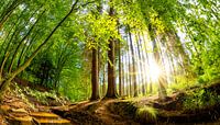 Sunrise in the forest