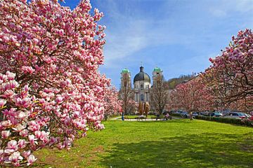 De magnifiques magnolias dans la vallée de Nonntal sur Christa Kramer