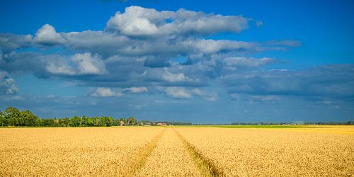 Goldene Weizenähren auf einem Feld von Sjoerd van der Wal Fotografie