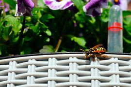 Nützlicher Gast im Garten: Die Französische Feldwespe von Dlanor