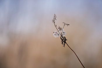 Niederländisch Glorreiche |||| Stilleben