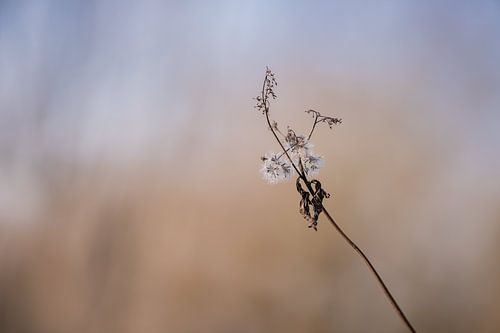 Dutch Glorious || Pluis || Stilleven