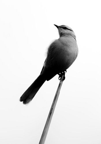 Vogelonderzoek