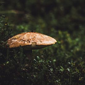 Mushroom in the forest | Sweden by Merlijn Arina Photography