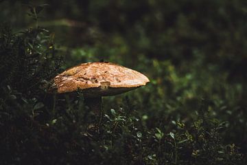 Paddenstoel in het bos | Zweden van Merlijn Arina Photography
