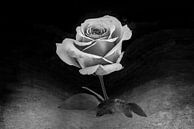 close-up van fraaie roos uitgevoerd in silver-zwart-wit van Rita Phessas thumbnail