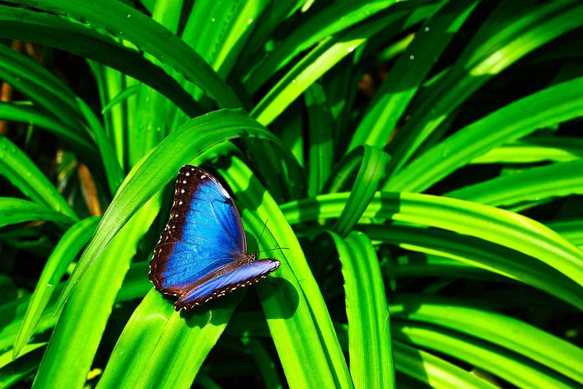 Schmetterlinge auf schönen Pflanzen von Andreas Völkel