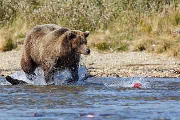 Brown bear by Menno Schaefer