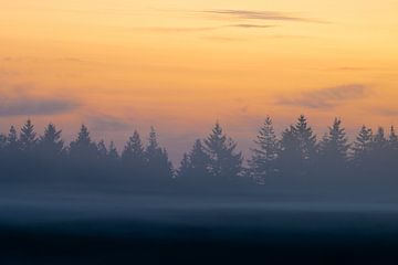 Sonnenaufgang über einem Wald in der Veluwe von Friso Schinkel