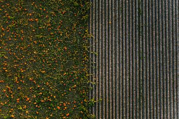 Akker vol met pompoenen | Agrarische fotografie van Marjolijn Maljaars