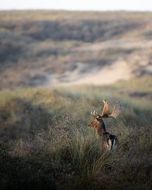 Fallow deer in the Amsterdam Water Supply Dunes by Jonas Van De Wille