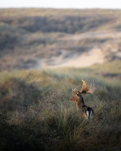 Damhirsch in den Amsterdamer Wasserleitungsdünen