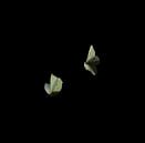 dansend vlinders is de lente van Bas van Mook thumbnail