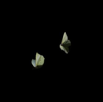 dansend vlinders is de lente van Bas van Mook