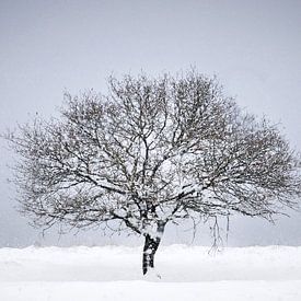 Winter landscape on the Veluwe by Nicky Kapel
